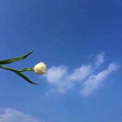 代号cv体验服下载